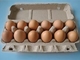 Tipo giratório máquina do controle do PLC da caixa do ovo do fabricante da caixa do ovo com ovo Tray Drying System